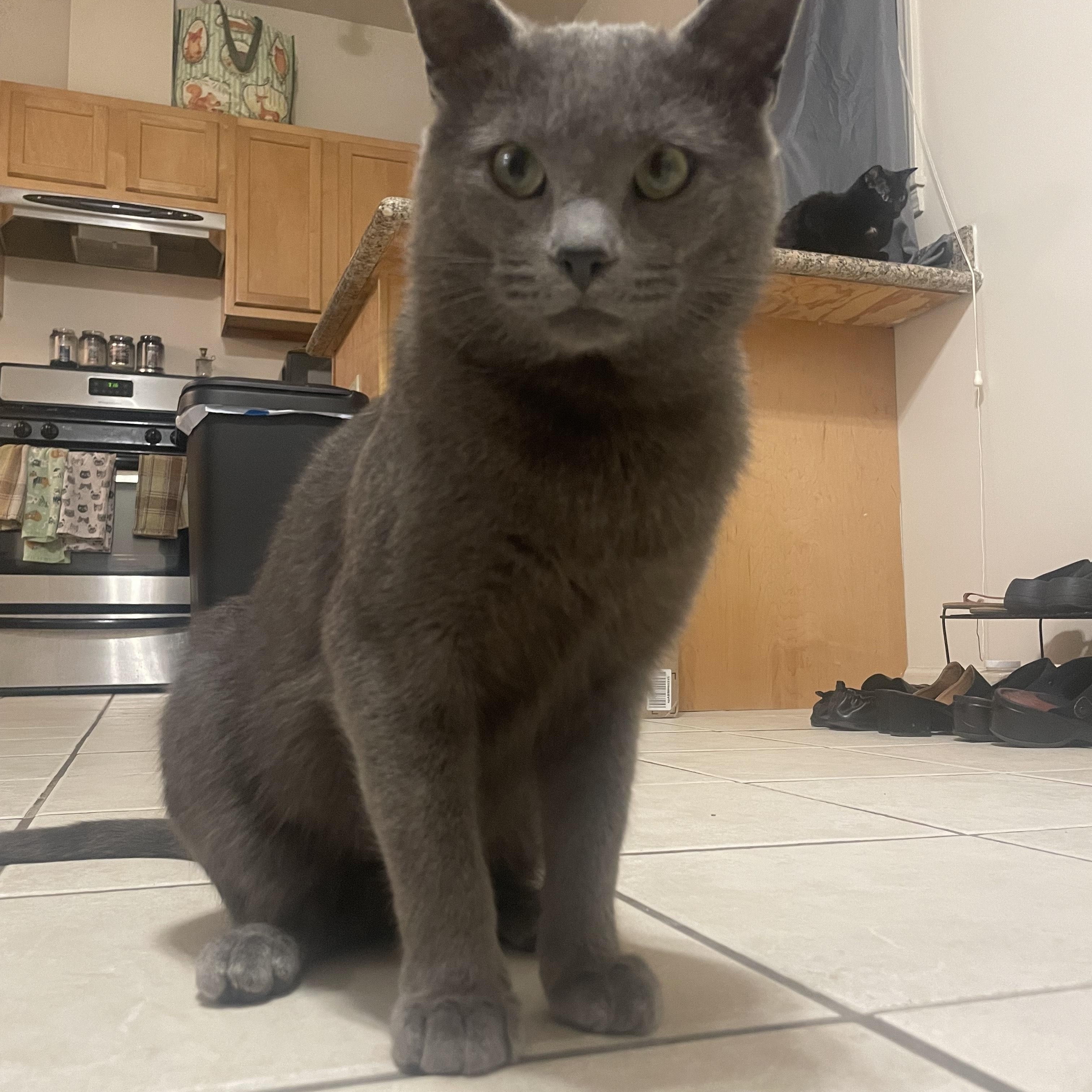 Enlarge Gandolf, a Adoptable mixed breed in Chicago, IL image 5/6