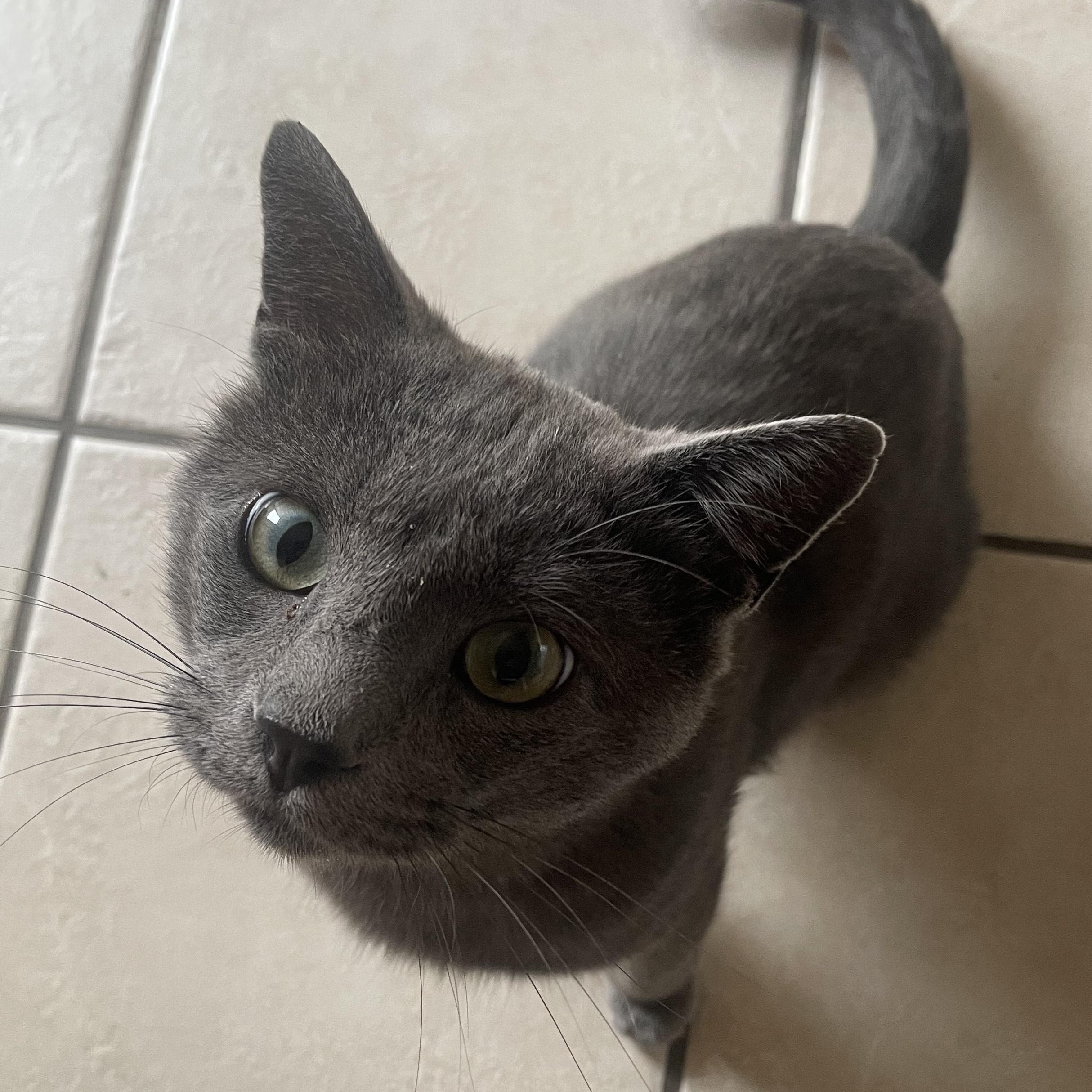 Enlarge Gandolf, a Adoptable mixed breed in Chicago, IL image 3/6