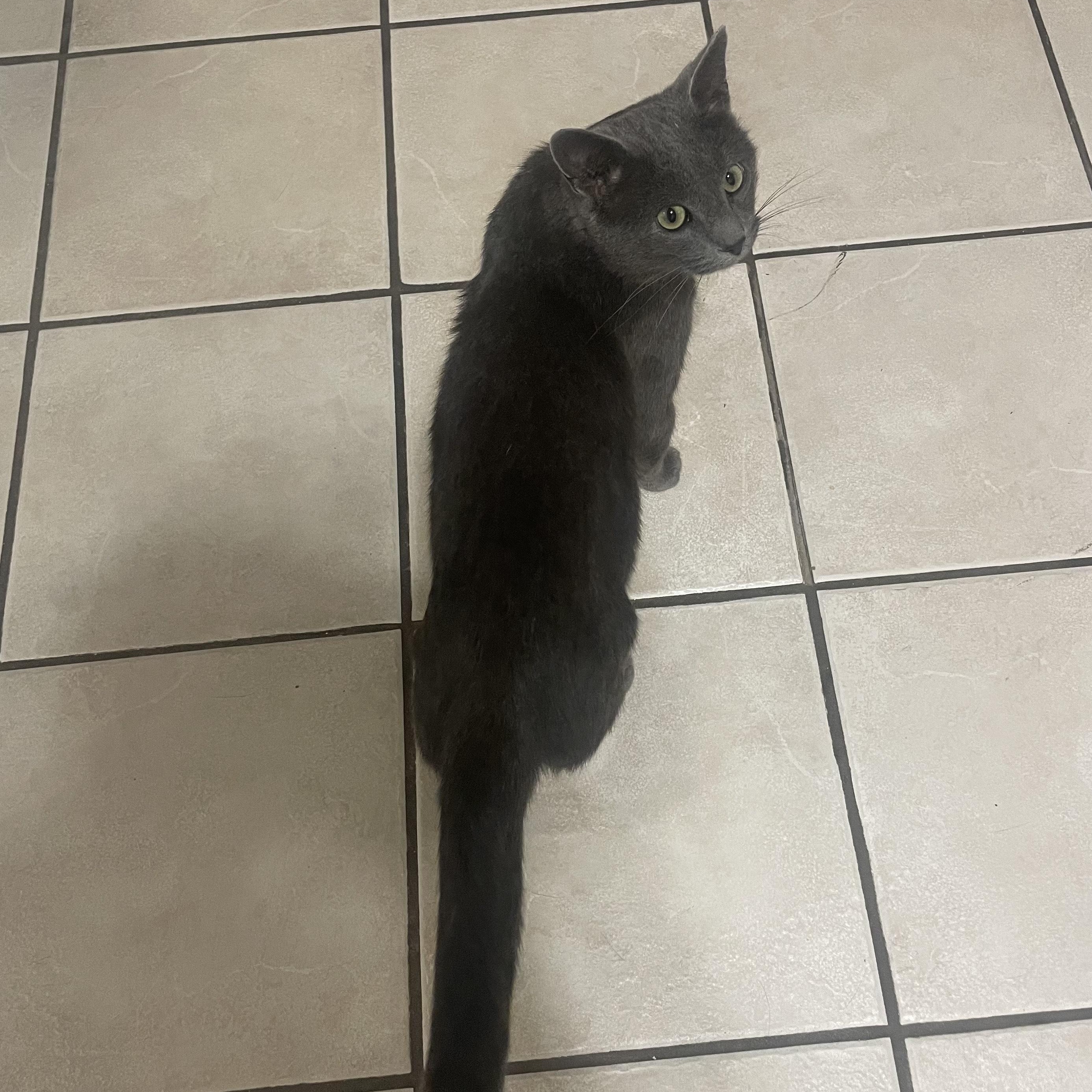 Enlarge Gandolf, a Adoptable mixed breed in Chicago, IL image 4/6