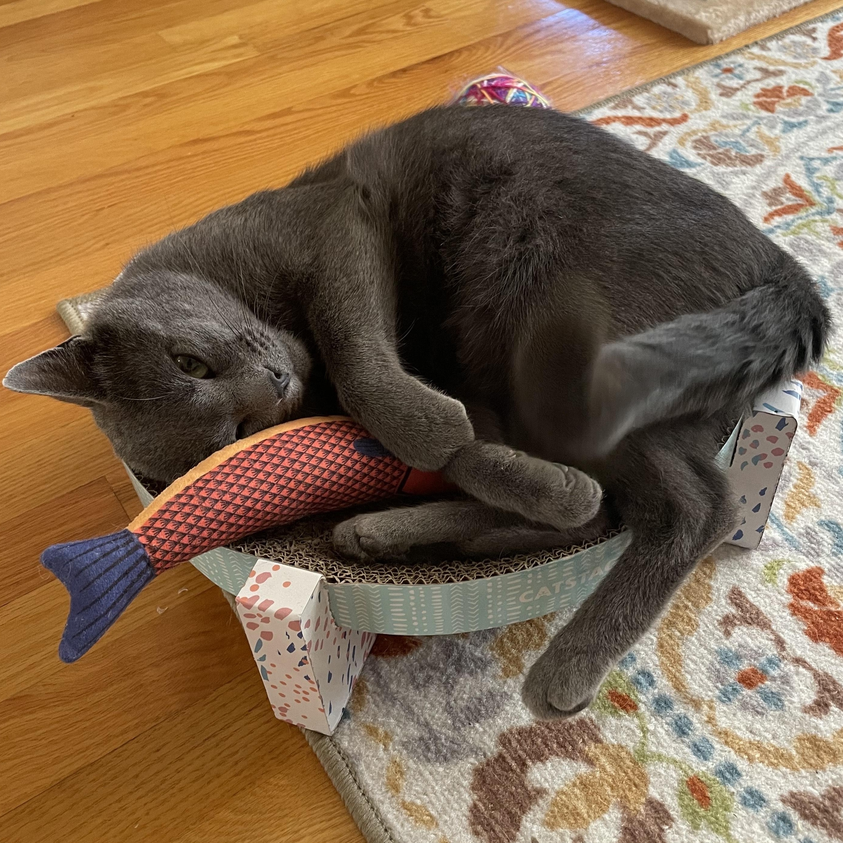 Enlarge Gandolf, a Adoptable mixed breed in Chicago, IL image 2/6