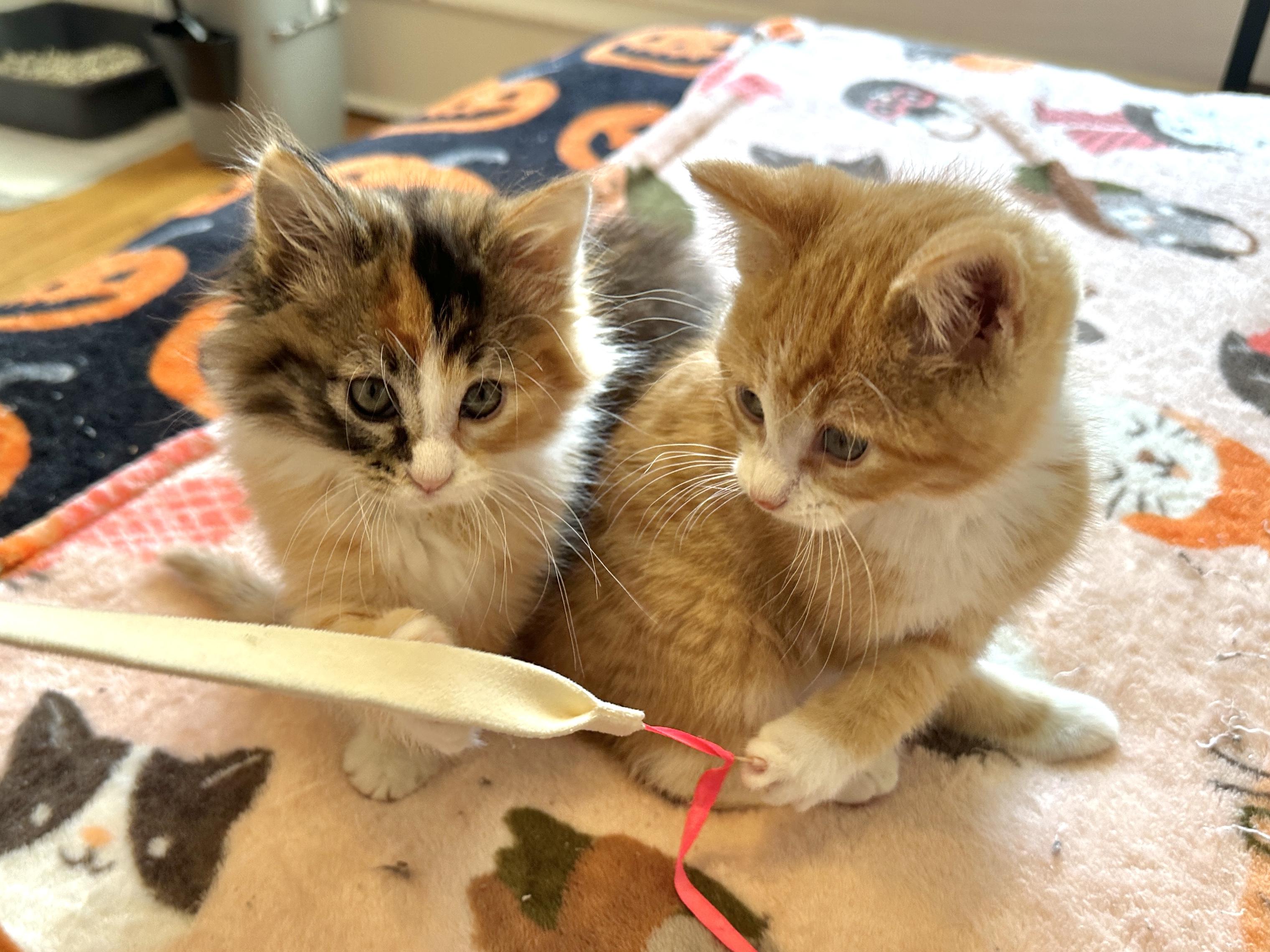 Ophelia & Laertes, adopted, Kitten Female Domestic Long Hair.