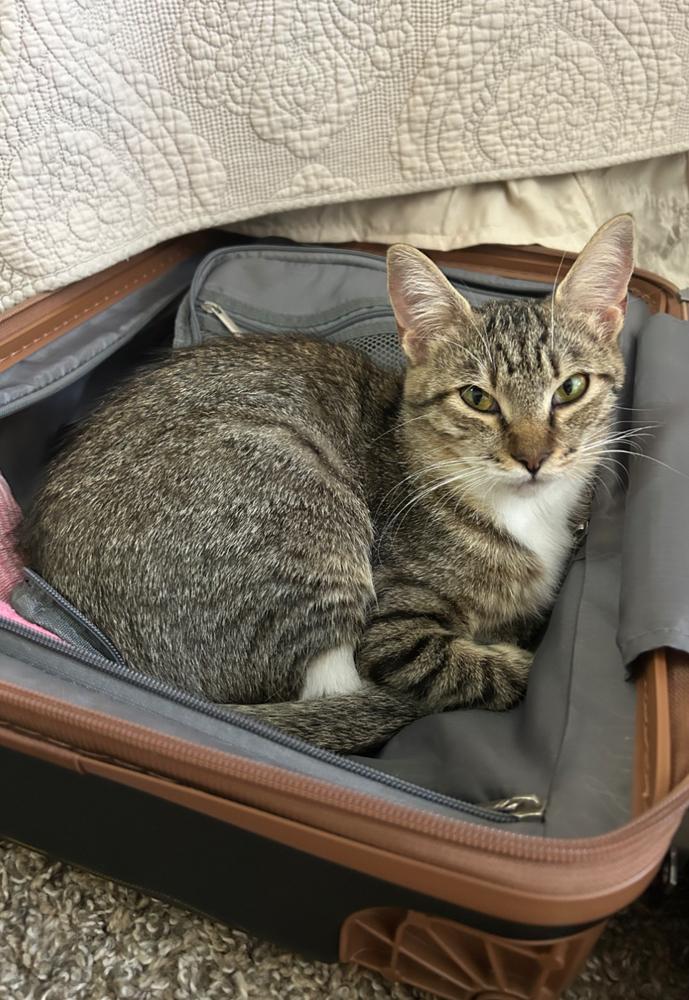 Enlarge Cerelia, a Adoptable Domestic Short Hair in Salisbury, NC image 2/6