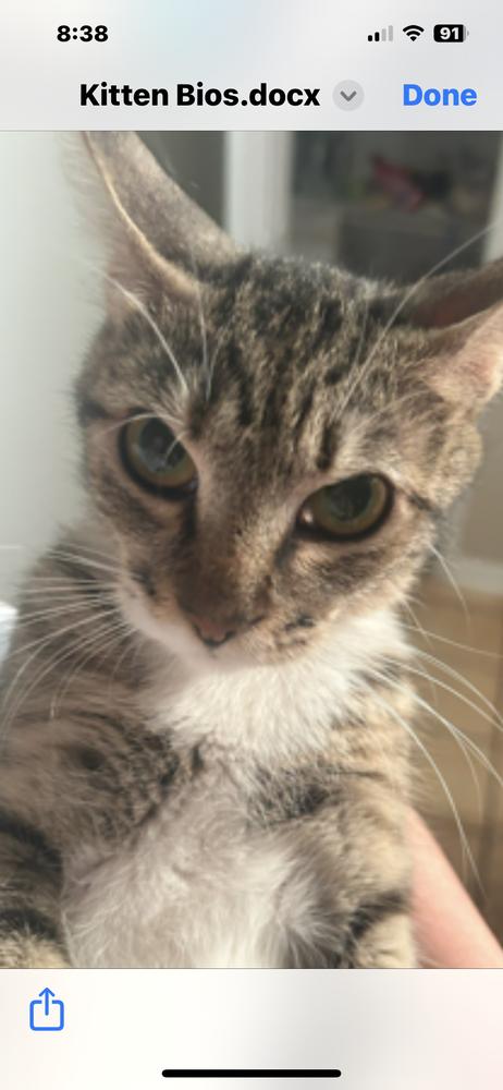 Enlarge Cerelia, a Adoptable Domestic Short Hair in Salisbury, NC image 5/6