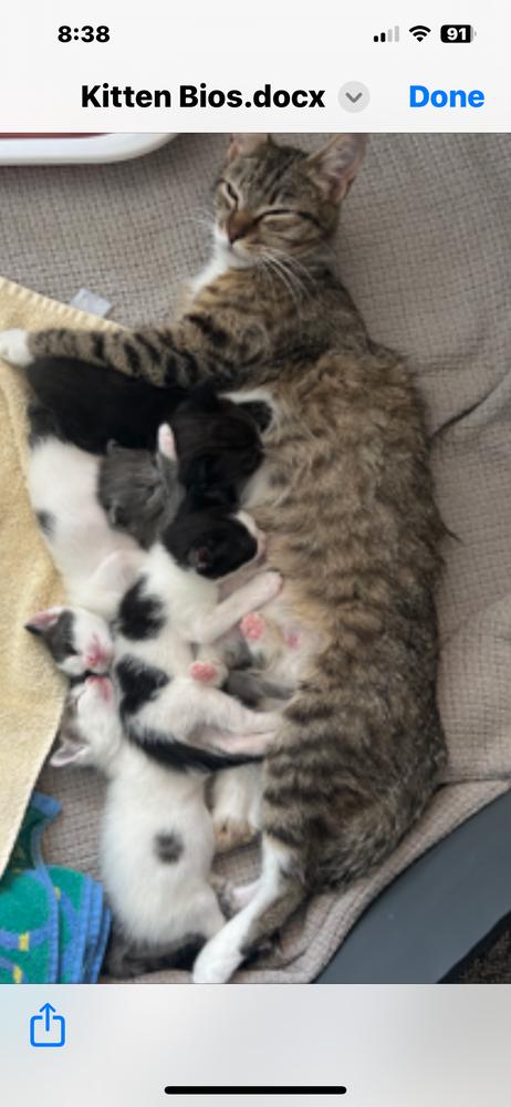 Enlarge Cerelia, a Adoptable Domestic Short Hair in Salisbury, NC image 6/6