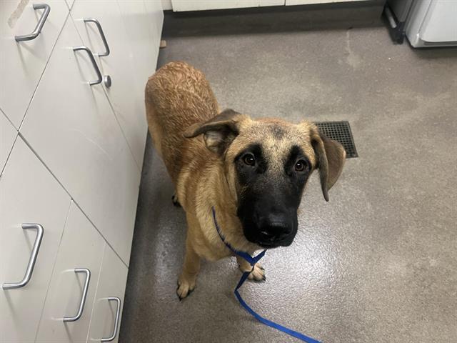 Enlarge Bean, an adopted mixed breed in Duxbury, MA image 1/1