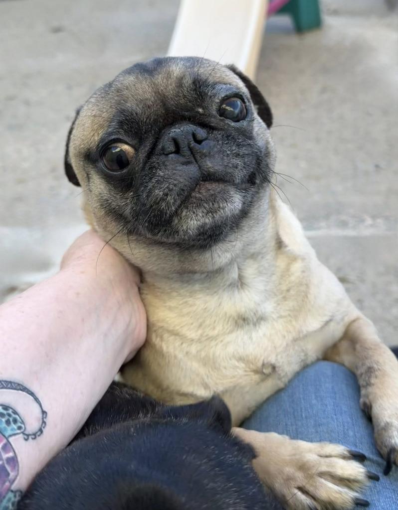 Enlarge Flower, a Adopted Pug in Warren, MI image 2/3