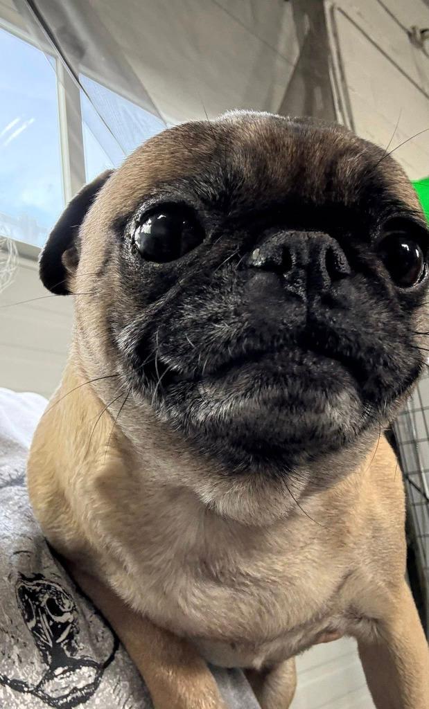 Enlarge Flower, a Adopted Pug in Warren, MI image 3/3