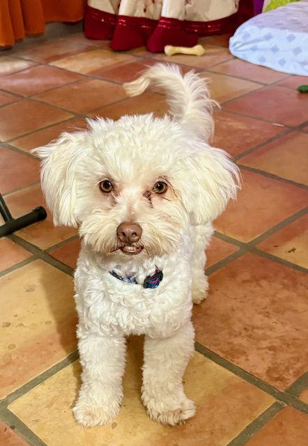 Enlarge Marley, a Adopted Poodle in Mesa, AZ image 1/2