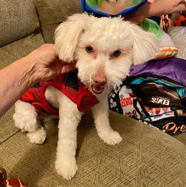 Enlarge Marley, a Adopted Poodle in Mesa, AZ image 2/2