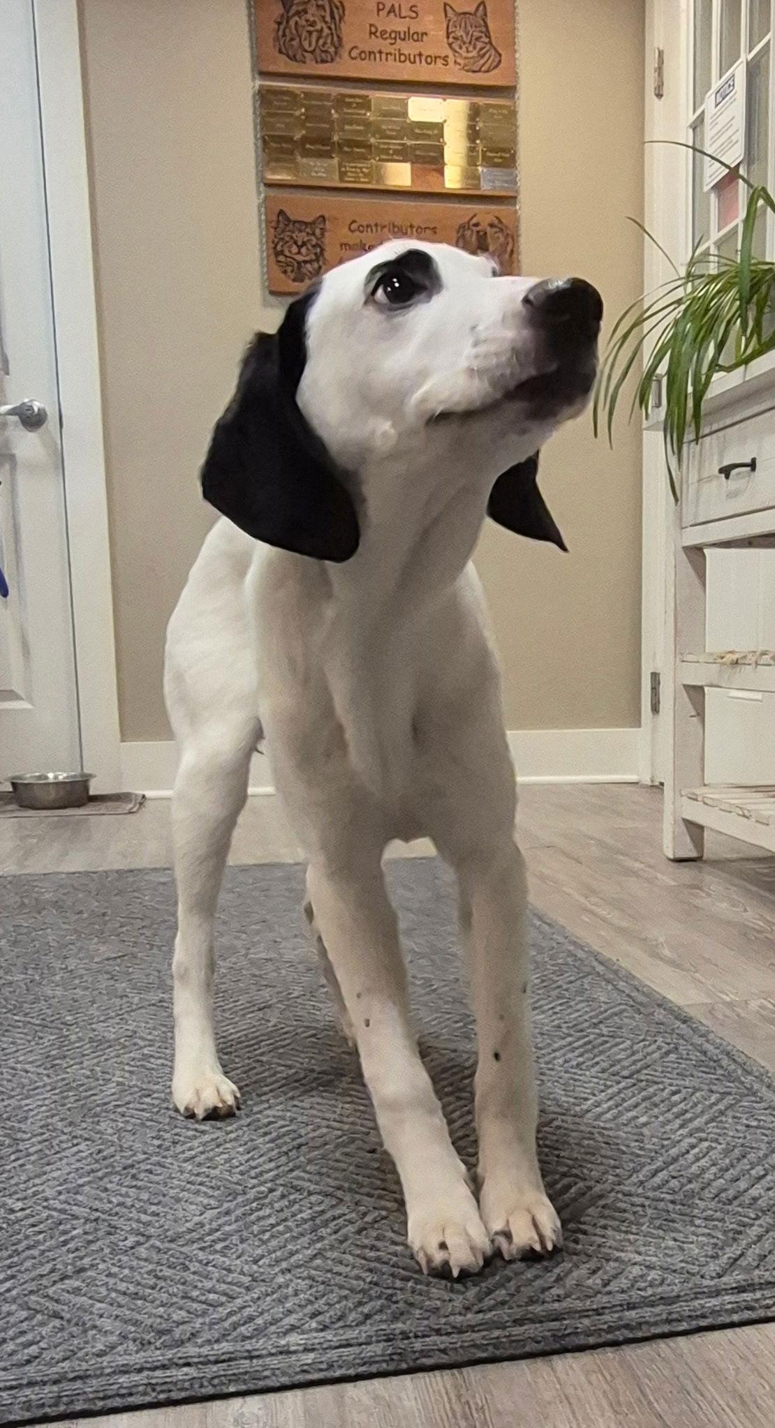 Adoption Pending - Lewis, Adoptable, Puppy Male Mixed Breed.