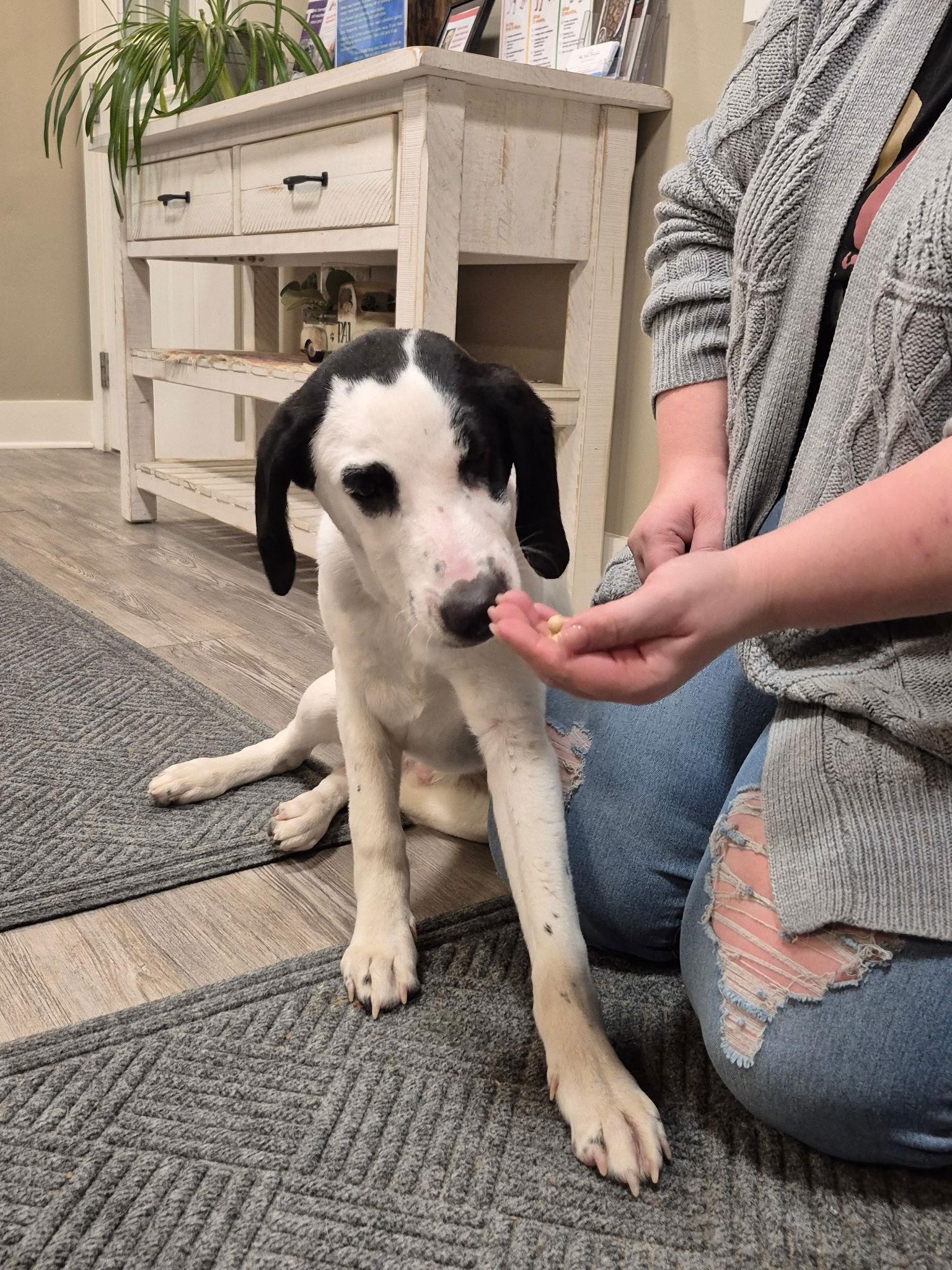 Enlarge Adoption Pending - Lewis, a Adoptable Mixed Breed in Emmett, ID image 2/3