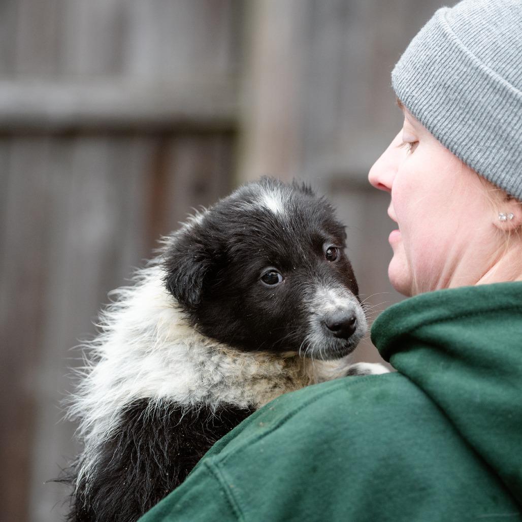 Enlarge Anthony, a Adoptable mixed breed in Chester Springs, PA image 3/5