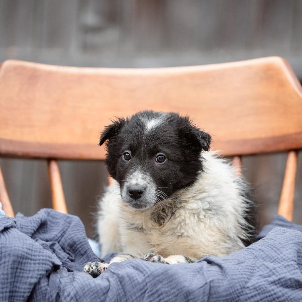 Enlarge Anthony, a Adoptable mixed breed in Chester Springs, PA image 4/5