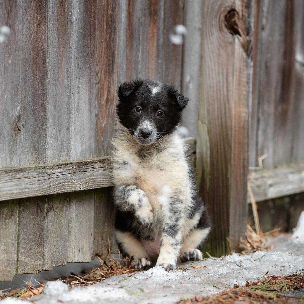 Enlarge Anthony, a Adoptable mixed breed in Chester Springs, PA image 1/5