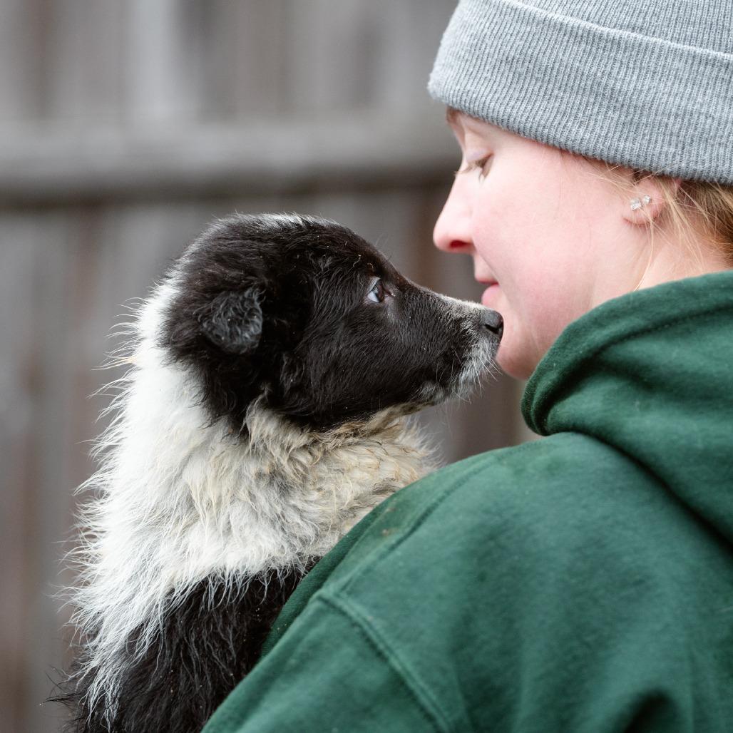 Enlarge Anthony, a Adoptable mixed breed in Chester Springs, PA image 5/5