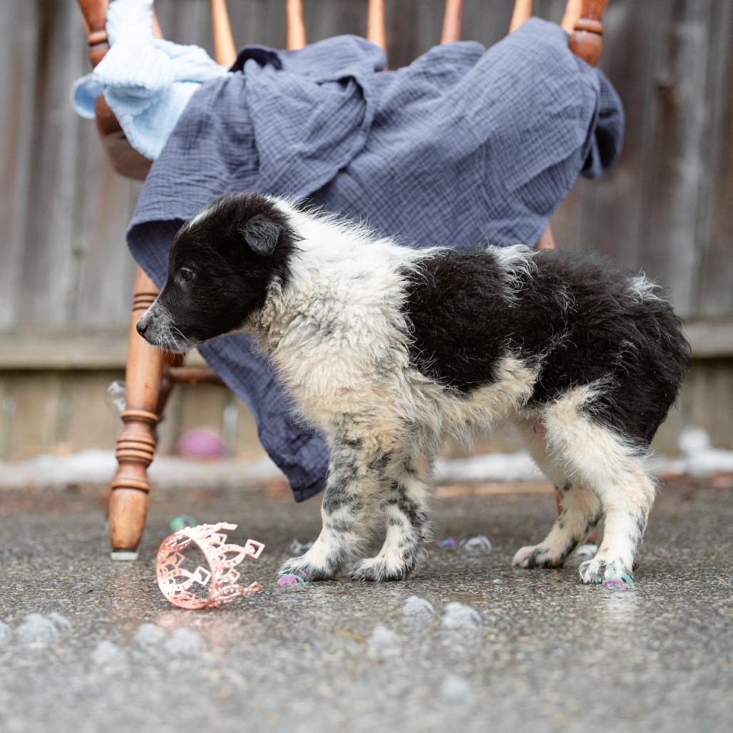 Enlarge Anthony, a Adoptable mixed breed in Chester Springs, PA image 2/5