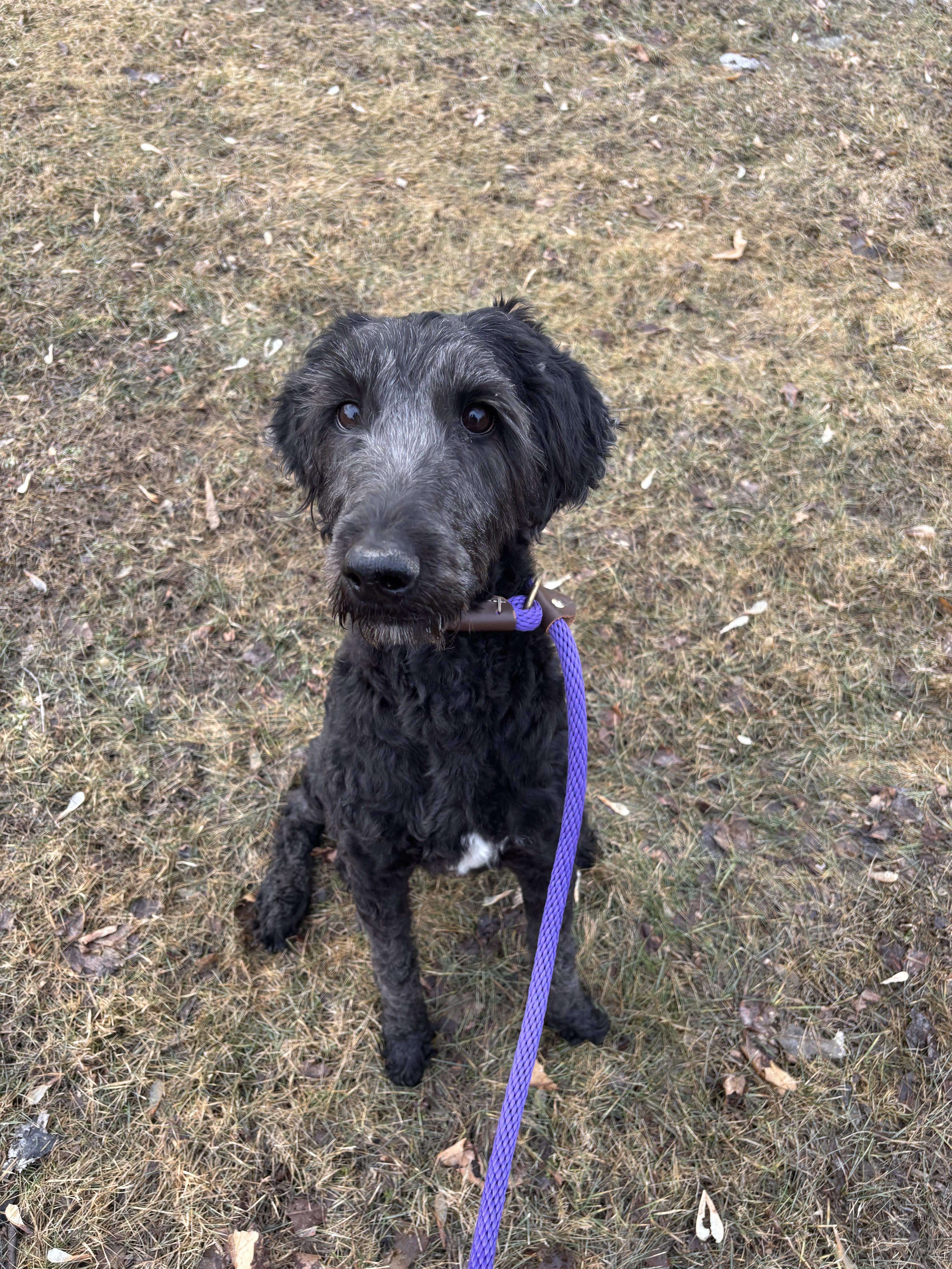 Stella, Adult Female Poodle