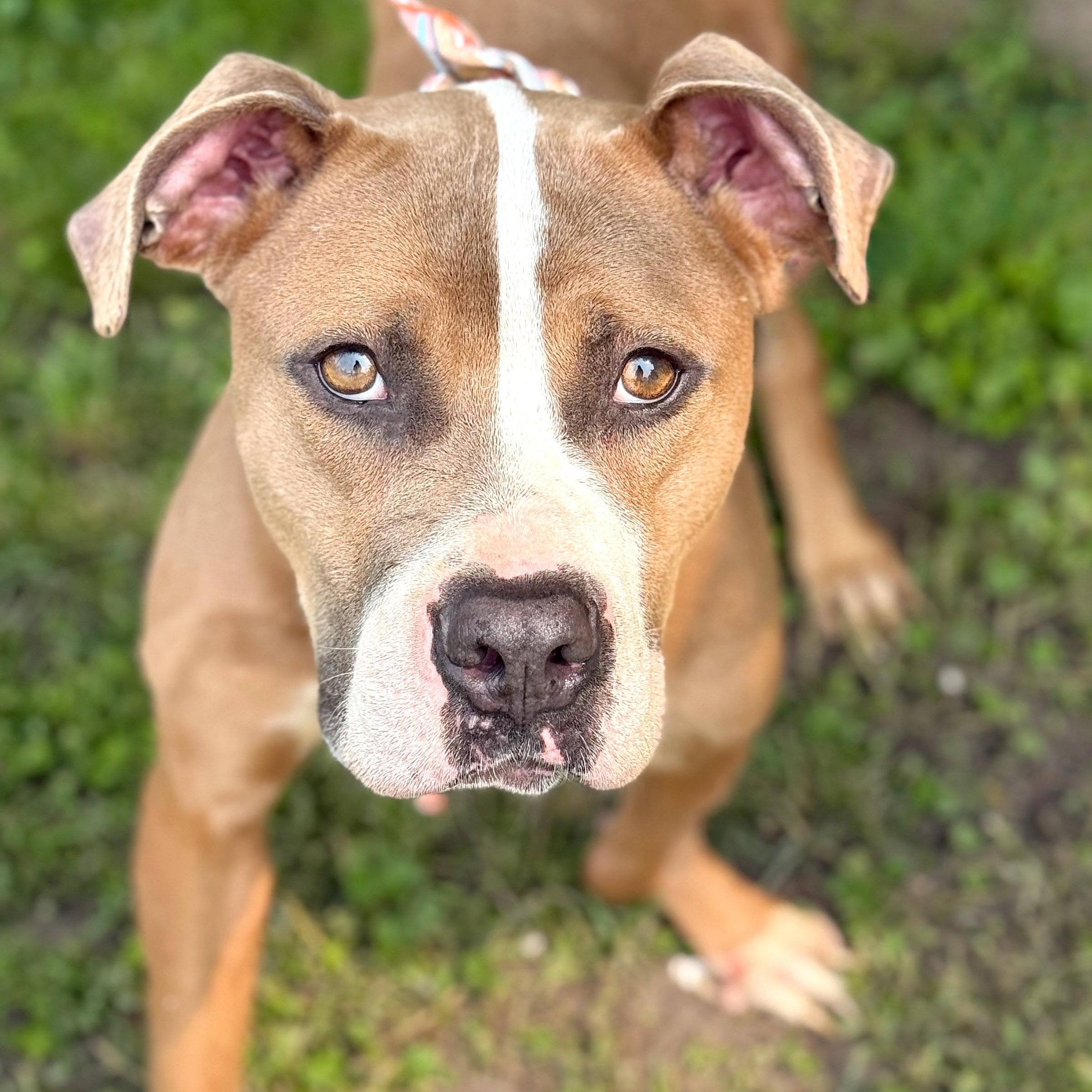 Pollywog, Young Female Pit Bull Terrier