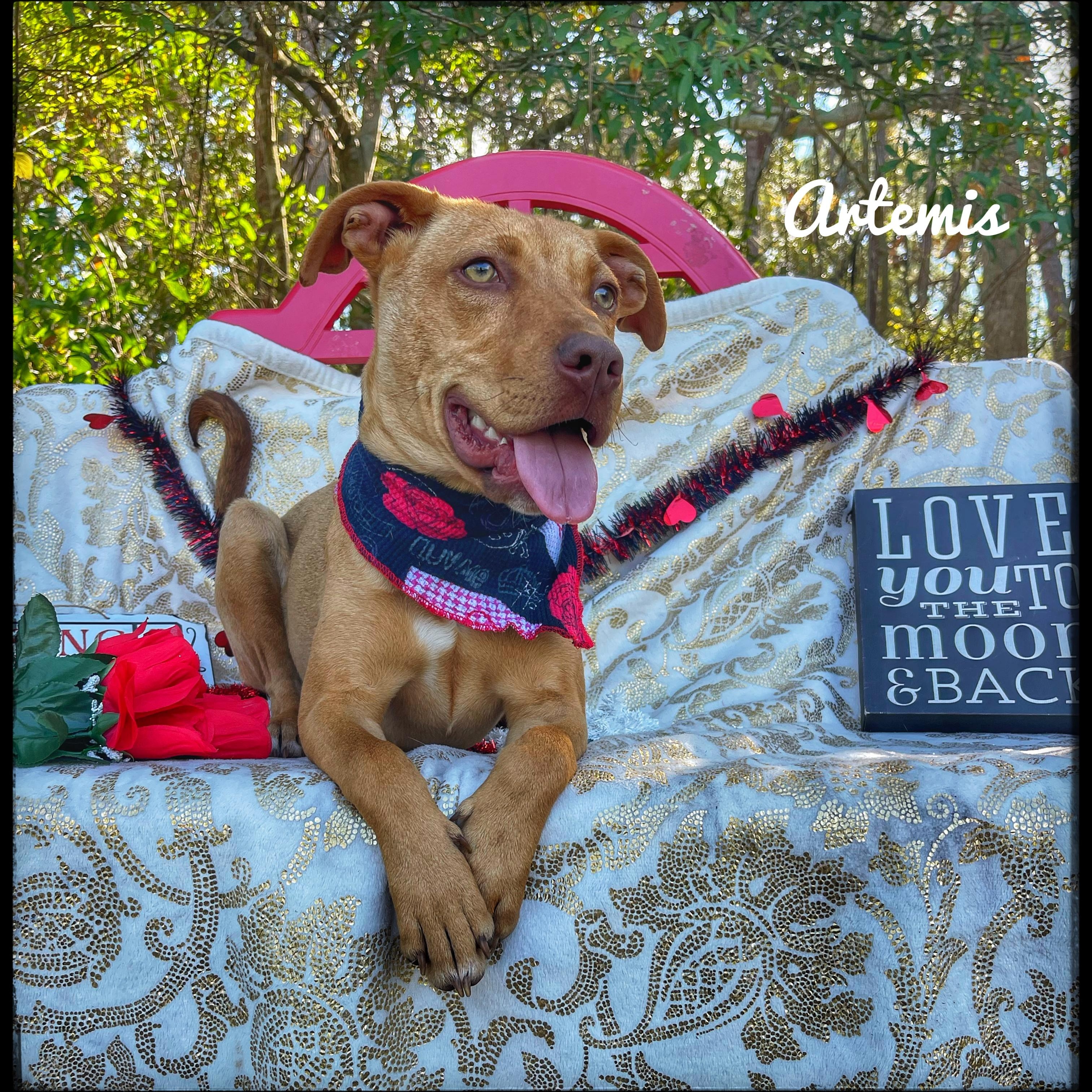 Artemis, Adoptable, Puppy Female Labrador Retriever.