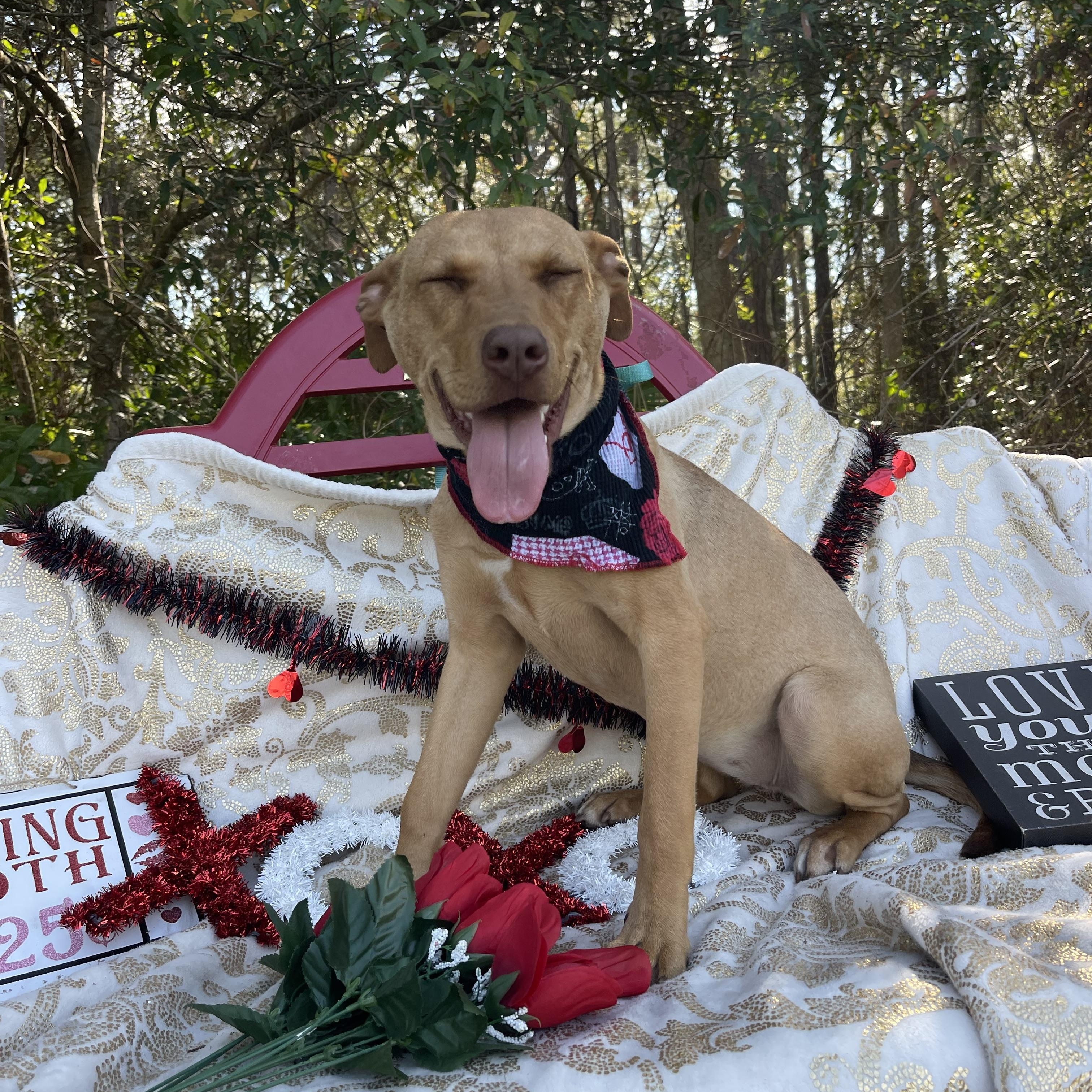 Artemis, a Adoptable mixed breed in Sebring, FL image 3/5