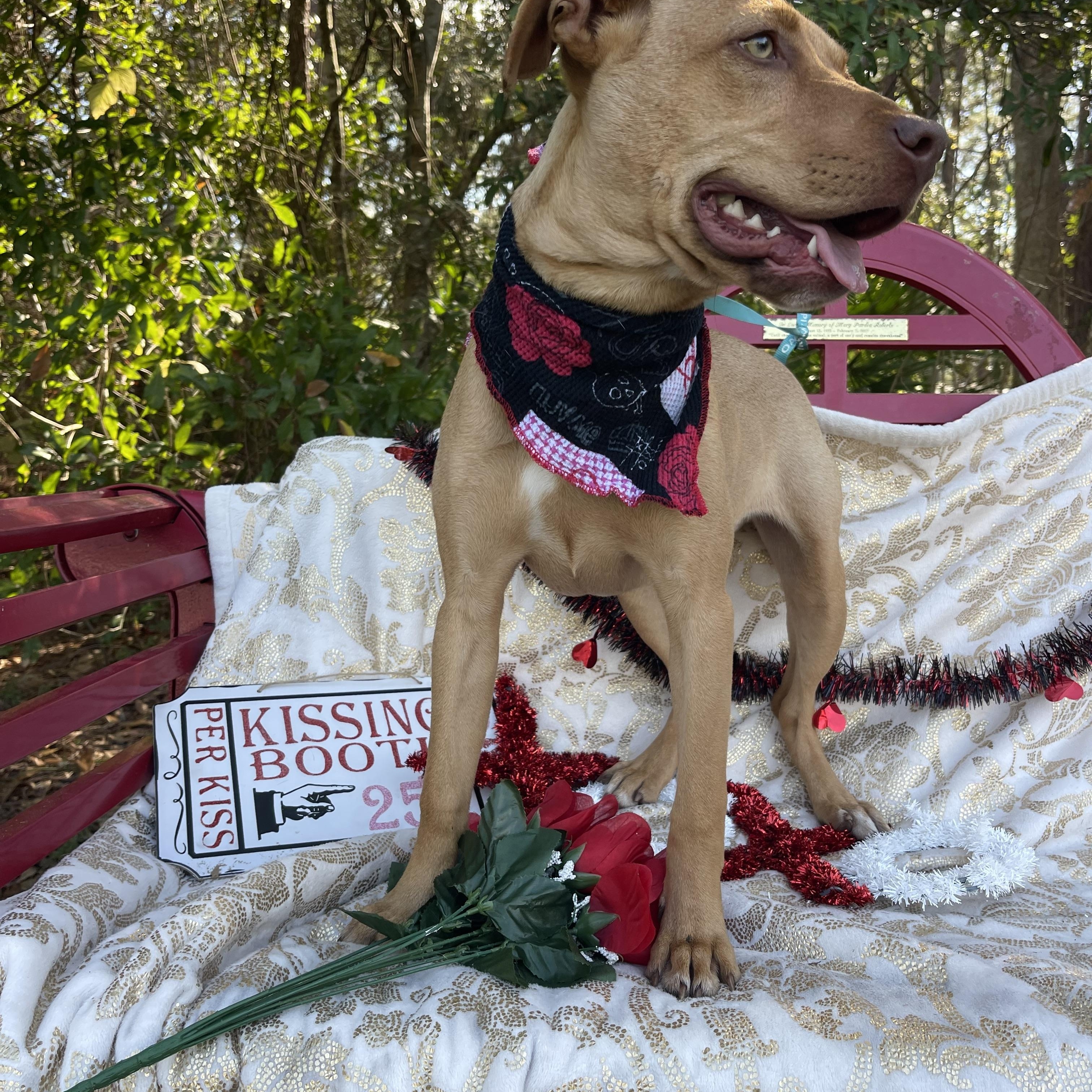 Artemis, a Adoptable mixed breed in Sebring, FL image 2/5