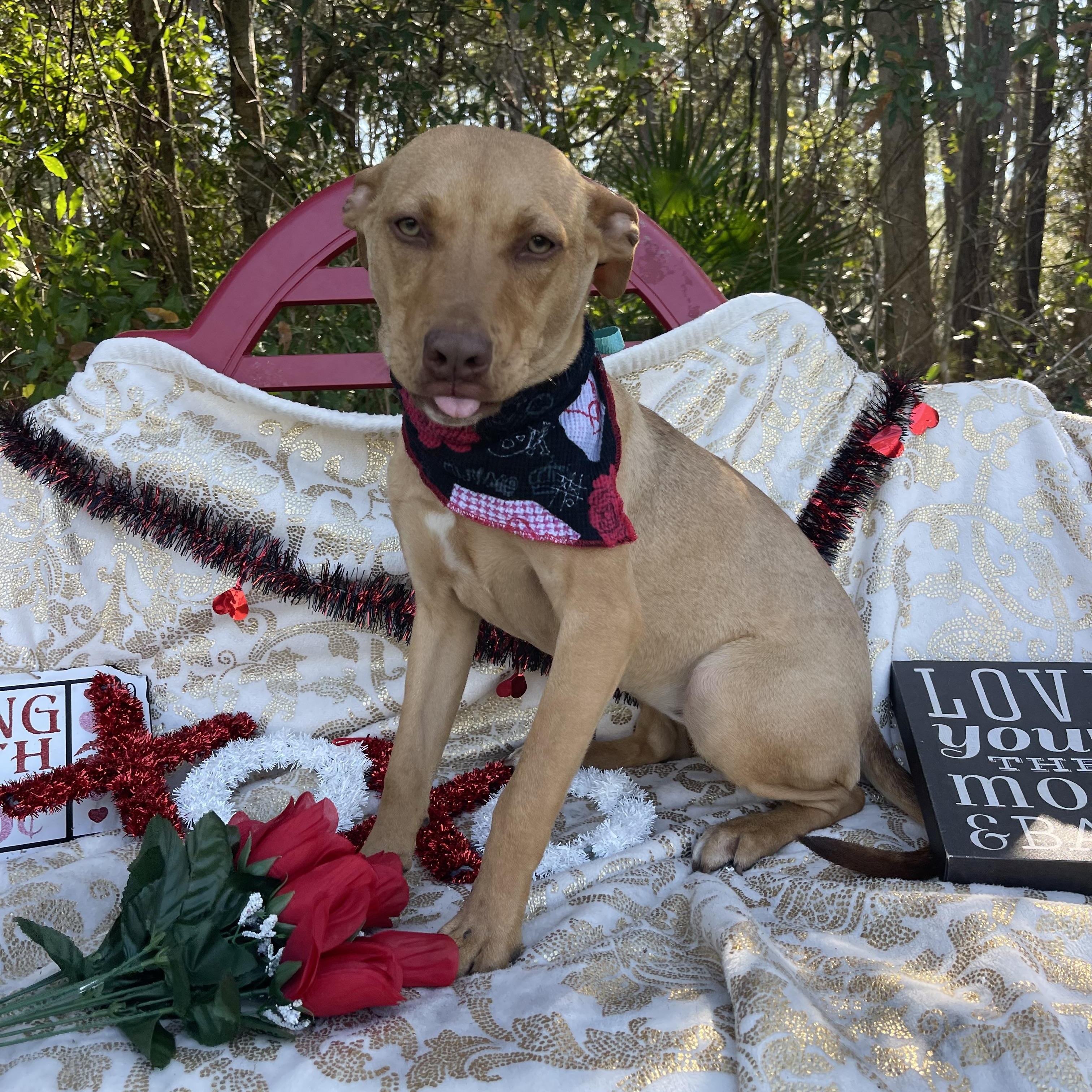 Artemis, a Adoptable mixed breed in Sebring, FL image 4/5