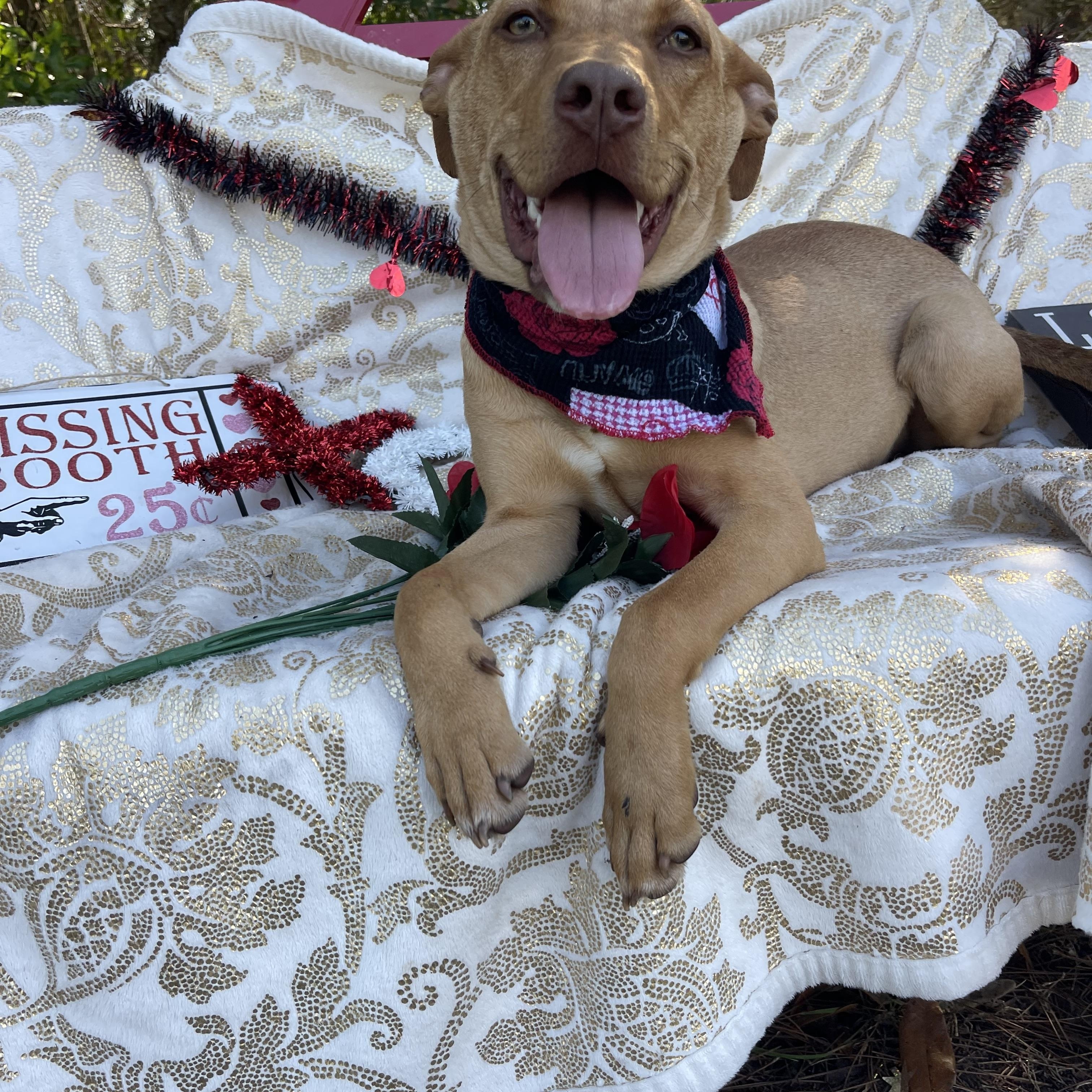 Artemis, a Adoptable mixed breed in Sebring, FL image 5/5