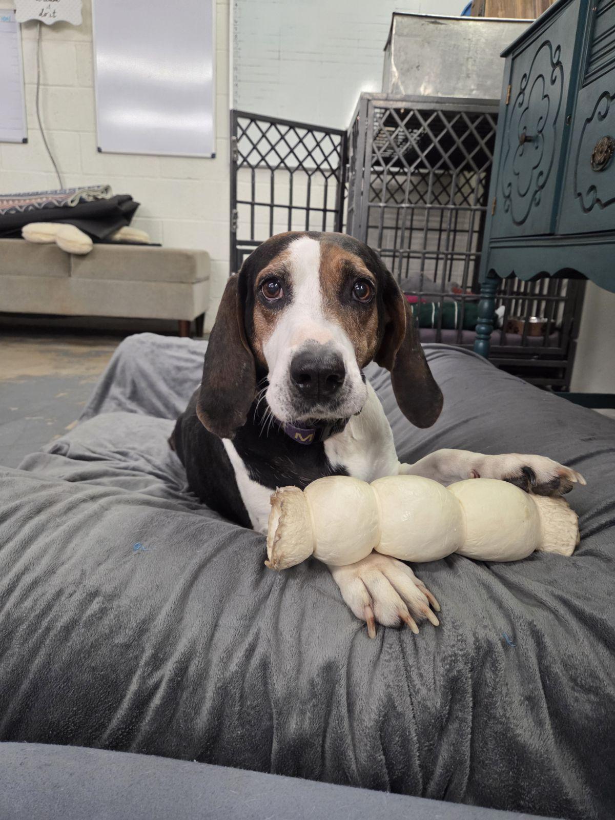 Blueberries, Adoptable, Senior Female Treeing Walker Coonhound.