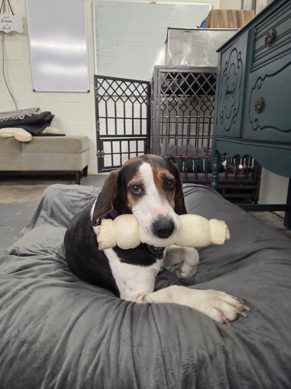 Enlarge Blueberries, a Adoptable Treeing Walker Coonhound in TULSA, OK image 2/4