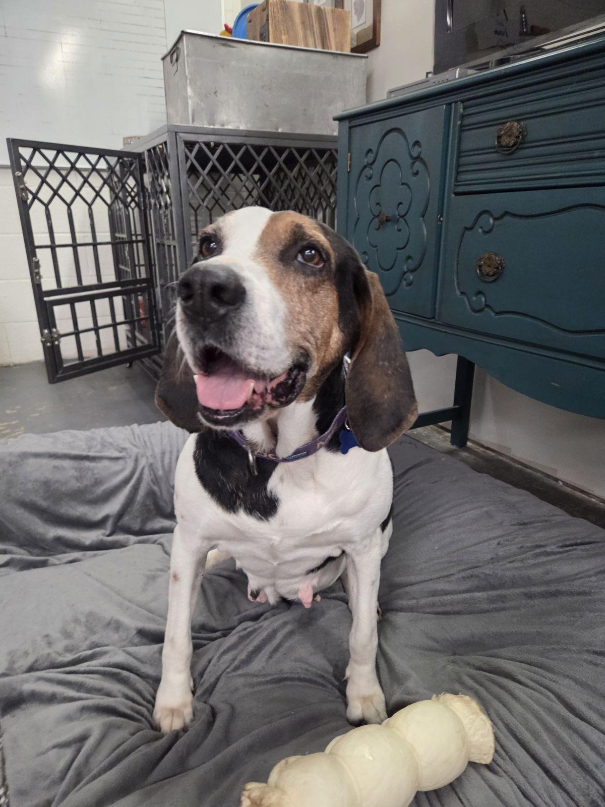 Enlarge Blueberries, a Adoptable Treeing Walker Coonhound in TULSA, OK image 3/4