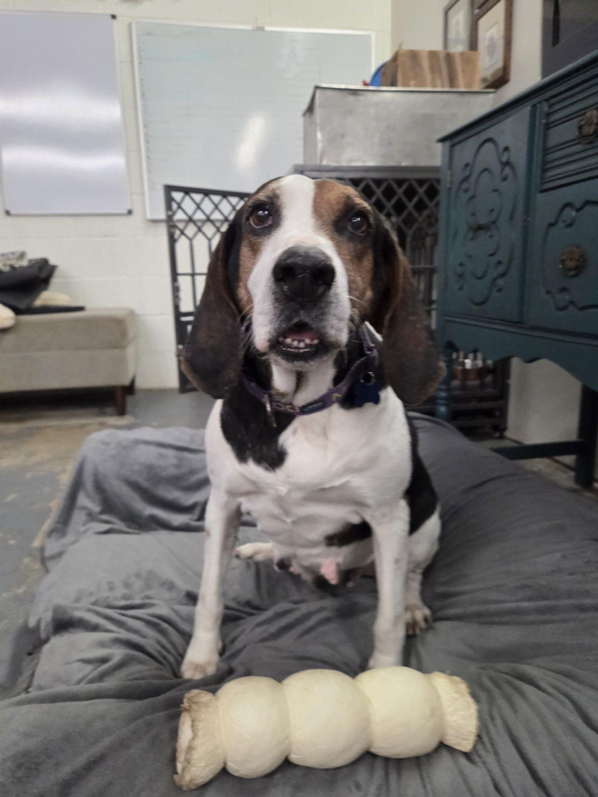 Enlarge Blueberries, a Adoptable Treeing Walker Coonhound in TULSA, OK image 4/4