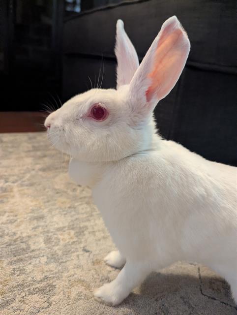 TOOXI, Adoptable, Young Female Bunny Rabbit.