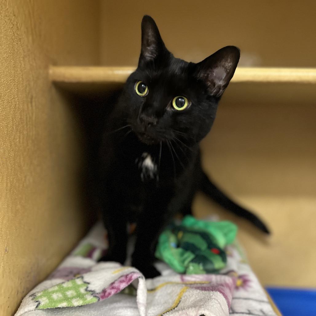 Suki, Adoptable, Adult Female Domestic Short Hair.