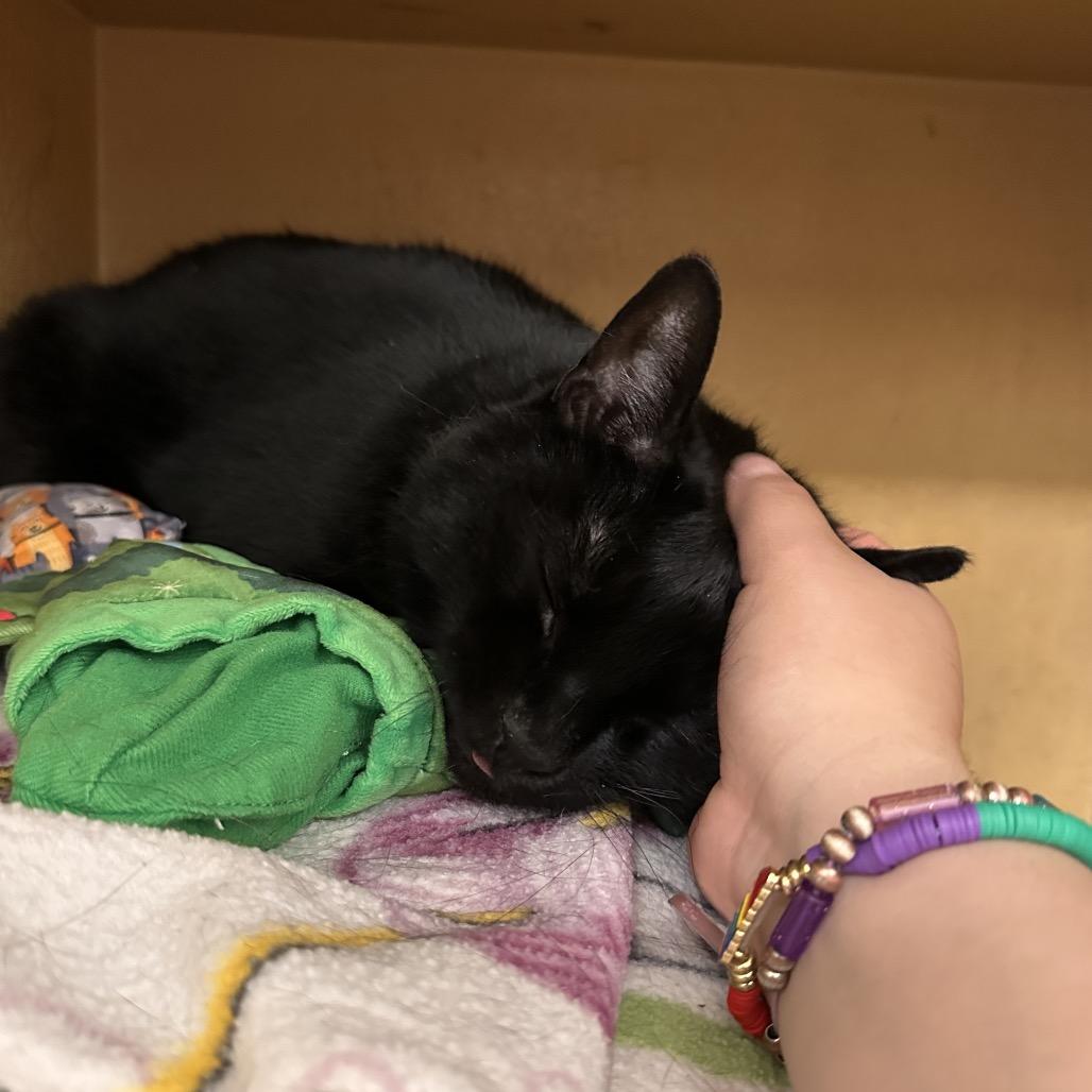 Suki, a Adoptable Domestic Short Hair in Spokane, WA image 2/6