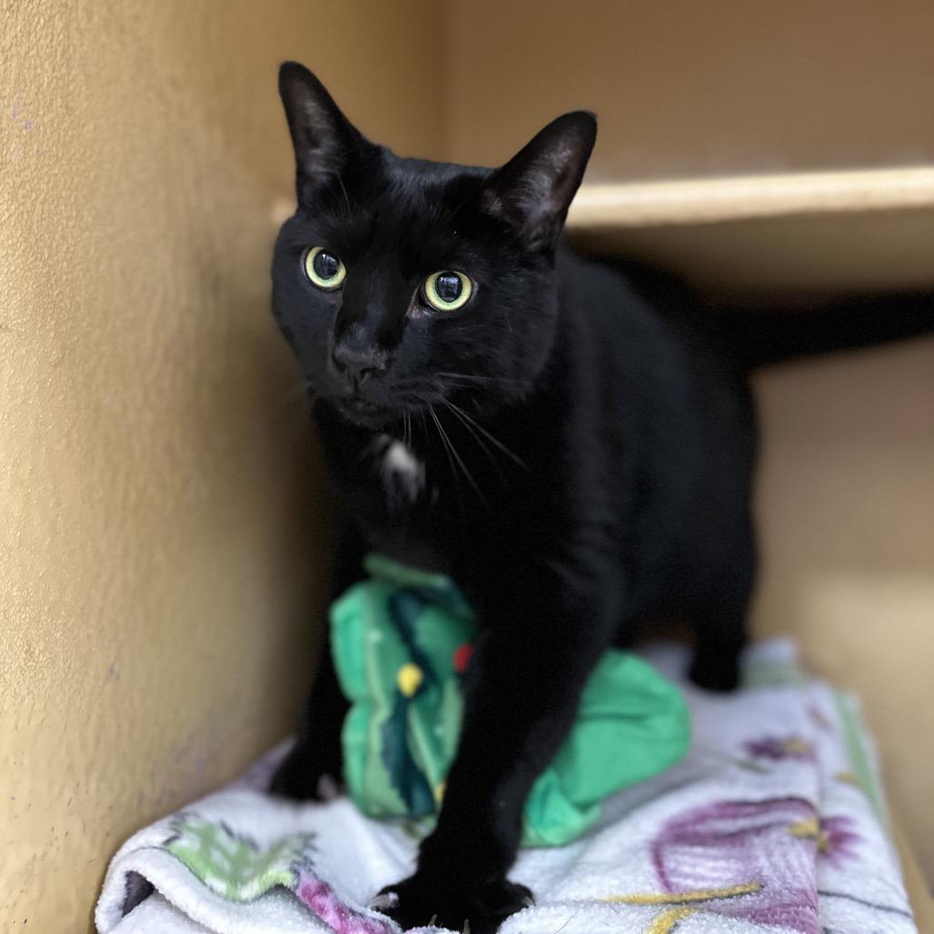 Suki, a Adoptable Domestic Short Hair in Spokane, WA image 3/6