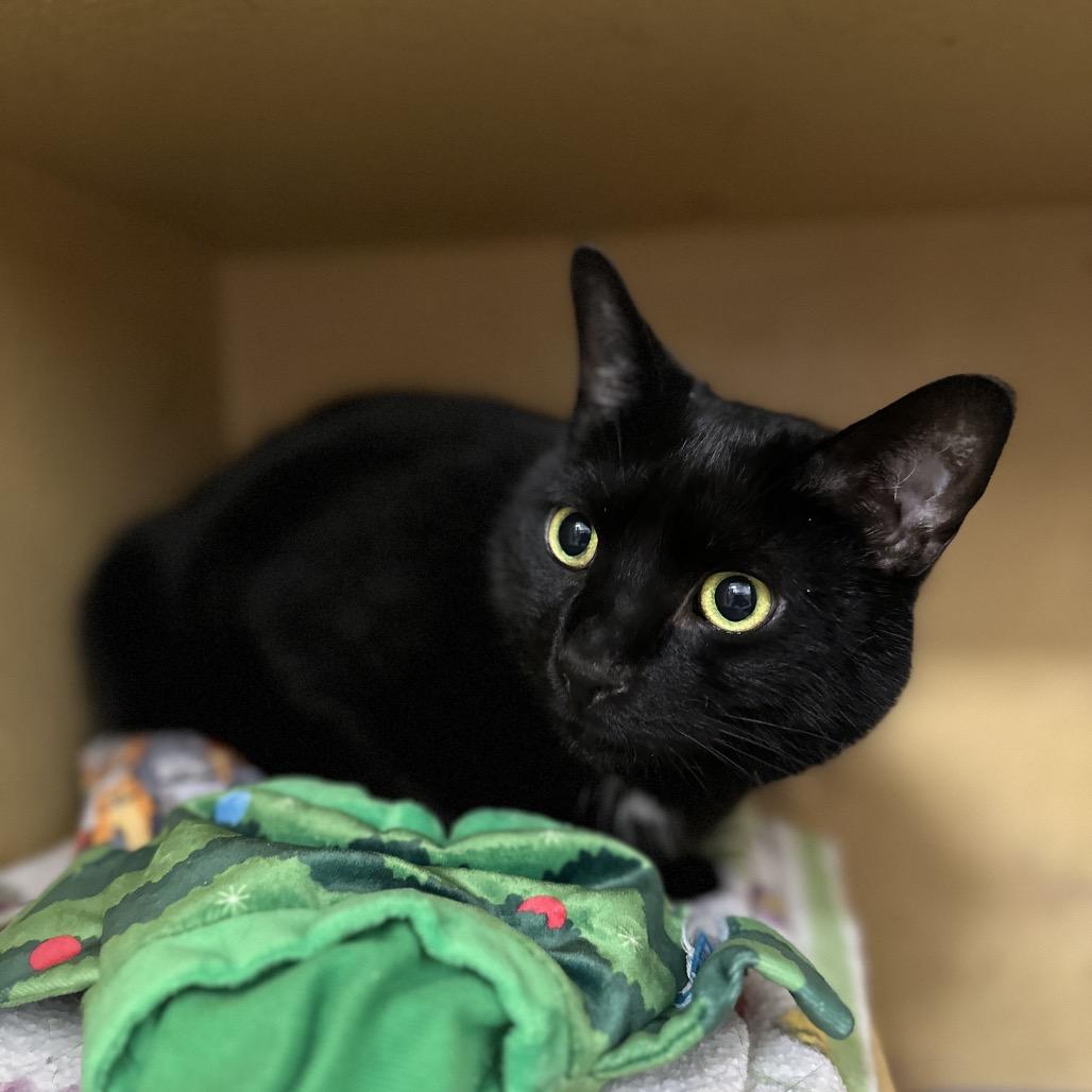 Suki, a Adoptable Domestic Short Hair in Spokane, WA image 4/6