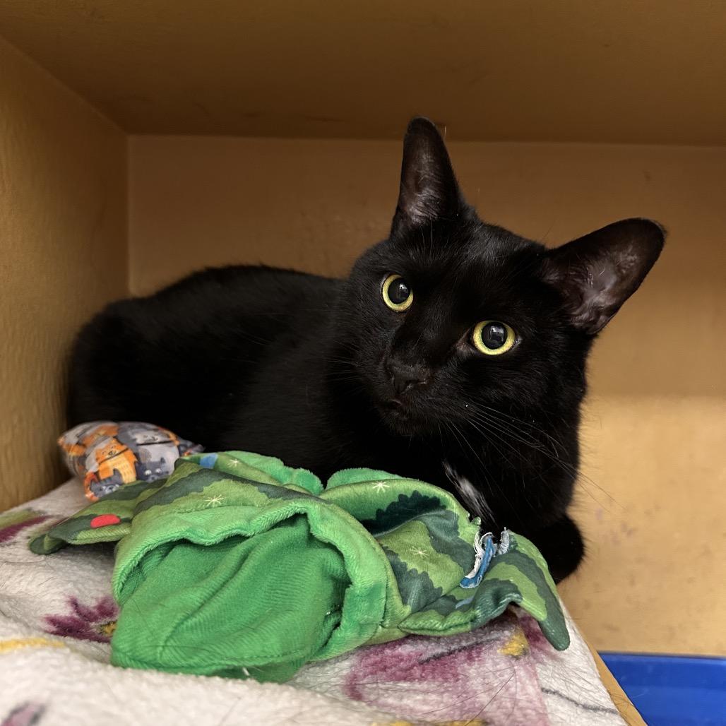 Suki, a Adoptable Domestic Short Hair in Spokane, WA image 5/6