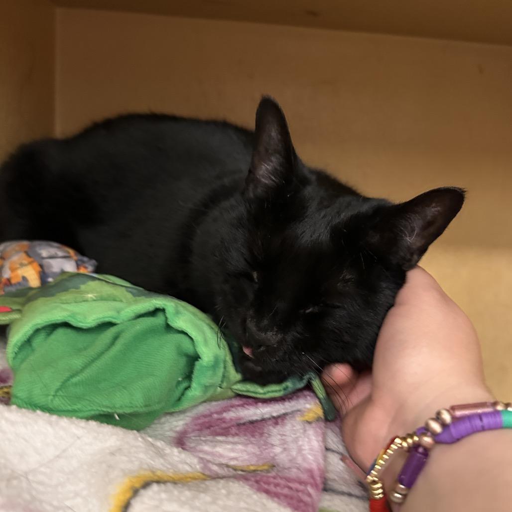 Suki, a Adoptable Domestic Short Hair in Spokane, WA image 6/6