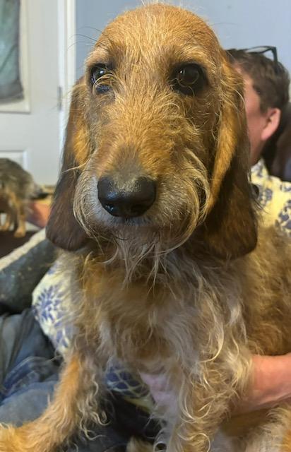 Febe, adopted, Young Female Basset Hound & Standard Poodle.