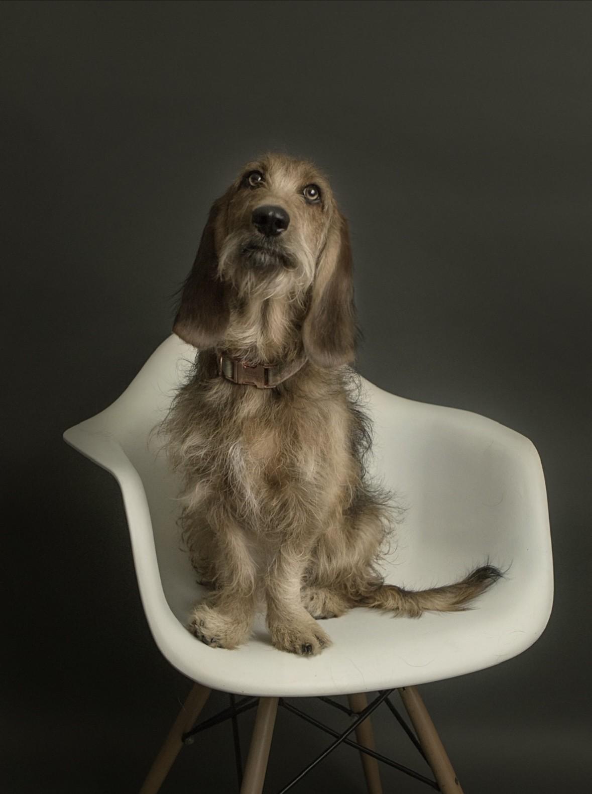 Febe, an adopted mixed breed in Toronto, ON image 3/3