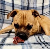 Enlarge Kenny, a Adoptable mixed breed in Lincolnwood, IL image 1/4