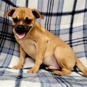 Enlarge Kenny, a Adoptable mixed breed in Lincolnwood, IL image 2/4