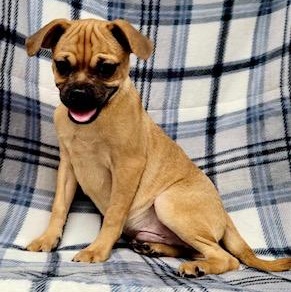 Enlarge Kenny, a Adoptable mixed breed in Lincolnwood, IL image 3/4