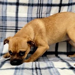 Enlarge Kenny, a Adoptable mixed breed in Lincolnwood, IL image 4/4