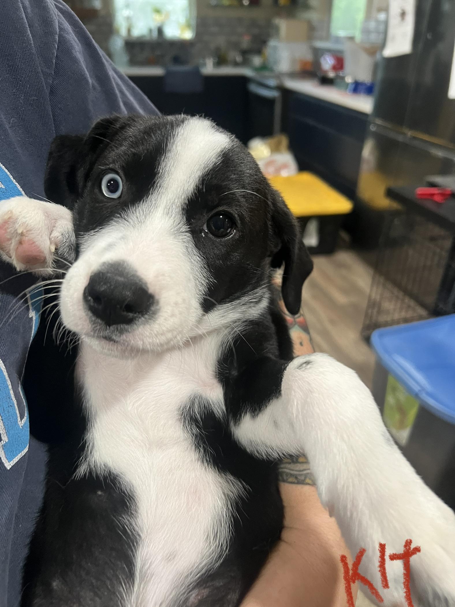 Cady Heron, Adopted, Puppy Female Australian Shepherd & Border Collie.