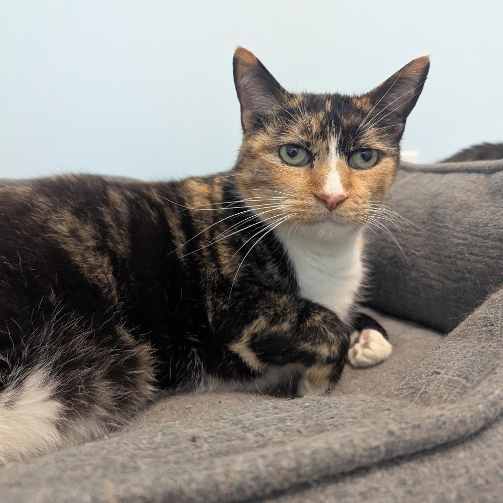 Callie, Adoptable, Senior Female Domestic Short Hair.