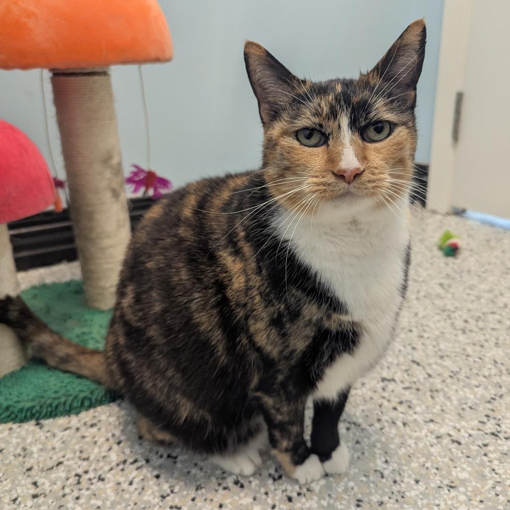 Enlarge Callie, a Adoptable Domestic Short Hair in Winchester, TN image 2/3