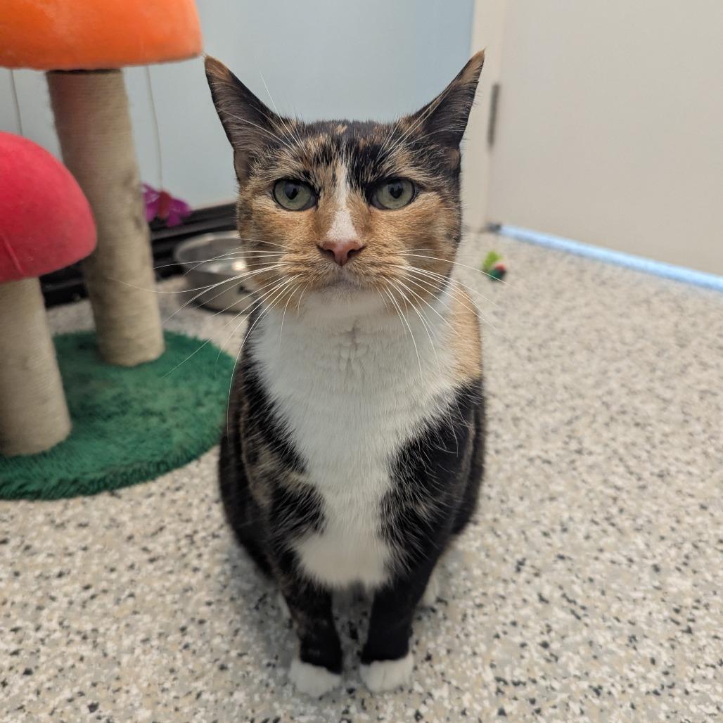 Enlarge Callie, a Adoptable Domestic Short Hair in Winchester, TN image 3/3