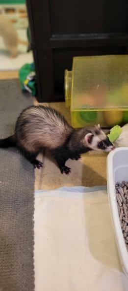 Thelma, Adoptable, Young Female Ferret.