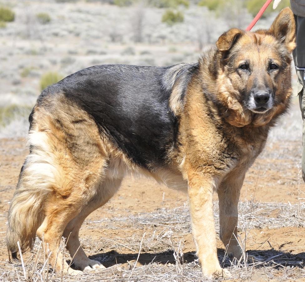 Gunner, Adoptable, Senior Male German Shepherd Dog.